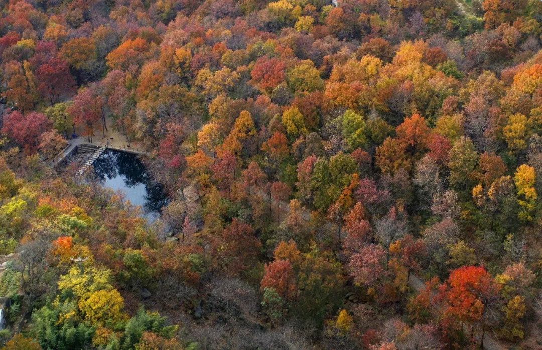 乘著公交去旅行——層林盡染，遇見(jiàn)港城醉美楓葉季